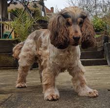 Black And Tan American Cocker Spaniel Puppies For Sale Sable Roan Cocker Spaniel Dog Breeds Chart Cocker Spaniel Dog Dogs