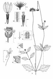 Image result for Tridax