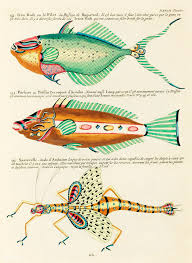 Colourful And Surreal Illustrations Of Fishes Found In Moluccas Indonesia And The East Indies By Louis Rena In 2020 Fish Illustration Free Illustrations Illustration