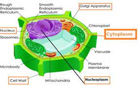 <br> (c) provides resistance to microbes to withstand hypotonic external media without bursting. Draw Plant Cell And Label The Parts Which A Determine Function And Development Of The
