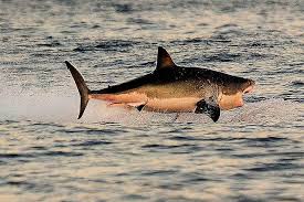 The sharks are aiming to take a bit out of the bulls' lead on the high of the currie cup standings after they play the lions sea lions battling with sharks. New Study Only Orcas Strike Fear Into Great White Sharks The Daily World