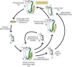 Gene therapy refers to the replacement of faulty genes, or the addition of new genes as a means to cure disease or improve the ability to fight disease. Reproduction A Taxonomic Survey Chapter 7 The Biology Of Reproduction
