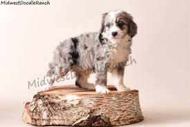See more of bernese and mini bernedoodle puppies of indiana on facebook. Mini Bernedoodle Adoption