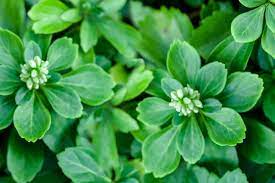 All meanings of japanese spurge. Japanese Pachysandra Useful Spurge Ground Cover