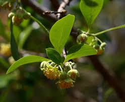 Image result for Dovyalis zeyheri