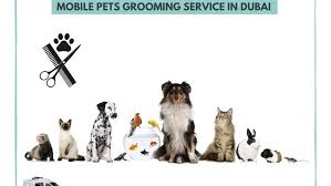 We did not find results for: Dubai Pets Grooming Best Mobile Groomers In Dubai Dog Grooming Cat Grooming Pet Groomer