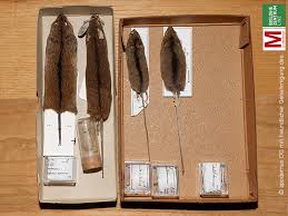 Birkenmaus Sicista Betulina Kleinsaeuger At