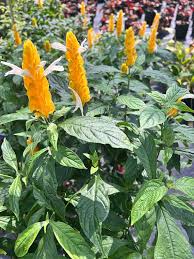 Image result for Pachystachys lutea