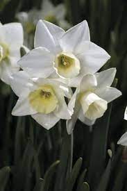 Daffodil Narcissus Silver Smiles Daffodils Narcissus Spring Perennials