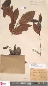 Image result for Aneulophus africanus