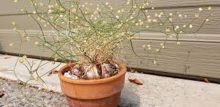 Image result for Schizobasis intricata