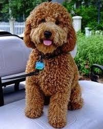 You will see poodle puppies with this cut on the website and other puppies with. Goldendoodle Teddy Bear Cut Standard Poodle Teddy Bear Clip Google Search Poodle