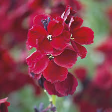 We did not find results for: Wallflower Purple Shades Flower Plants From Mr Fothergills Seeds And Plants