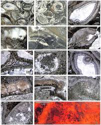 Facies Of The Lberg Microbial And Brachiopod Iimestones A B D And E Download Scientific Diagram