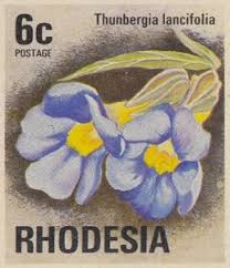 Image result for Thunbergia lancifolia