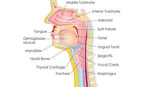 Many symptoms associated with throat cancer, such as a sore throat or hoarseness, are the same as those that may accompany a cold. Fighting Ent Cancer Symptoms Diagnosis Treatments