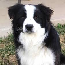 Check spelling or type a new query. Furrevah Border Collies Border Collie Breeder Orange Nsw