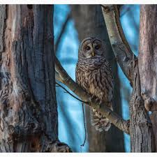 Birds Outside My Window Meme Upon Returning Home From A Relaxing Trip To Mexico I Was Greeted By This Barred Owl Outside My Kitchen Window Just Another With Images Owl Mexico Travel Relaxing Travel