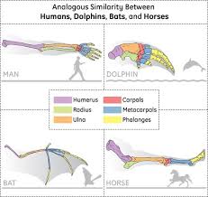 Analogous Similarity In Limbs Animal Skeletons Stem Middle School Human