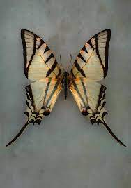 What is the name of the beautiful butterfly? Pretty Swallowtail Butterfly Photograph By Jaroslaw Blaminsky