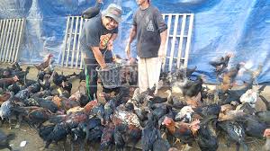 Usaha ayam kampung juga bisa dijadikan usaha sampingan, karena pemberian makan bisa ini membuat harga ayam kampung tetap stabil meski harga ayam broiler tengah merosot di pasaran. Peluang Usaha Peternak Ayam Kampung Di Kudus Ini Raup Untung Berlipat Ganda Dalam 3 Bulan Murianews