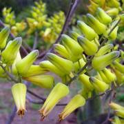 Image result for Bothriocline quercifolia