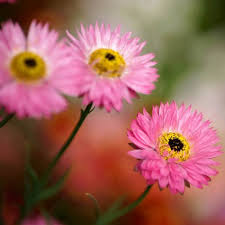 Downstream from the pool crofton weed and mist plant. Wahlenbergia Stricta View All Natives Australian Seed