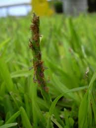 You could walk on palmetto st. Saint Augustine Grass Gtm Research Reserve Grasses Guide Inaturalist