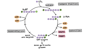 Khan Academy Photosynthesis Worksheet Photosynthesis Photosynthesis Lessons