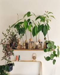 Ihr Wollt Selber Eine Avocado Ziehen Kein Problem Wir Verraten Euch Wie Es Mit Eurer Avocadopflanze Garantiert Klappt Avocado Pflanze Avocado Baum Pflanzen