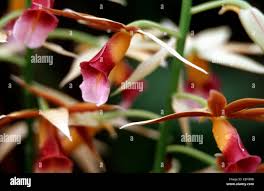 Image result for Phaius occidentalis