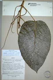 Image result for Acalypha welwitschiana