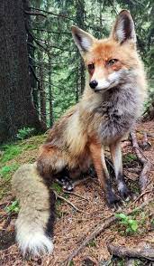 Pin On Foxes
