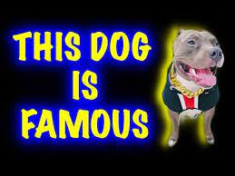 We do not sell the cheap looking flap in the breeze or poor quality hood scoops. Brody This American Bully Funny Dog Is Famous On Tik Tok India Harpreet Sdc Youtube
