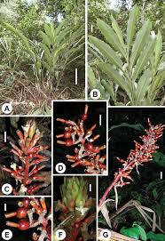 Image result for Fagopyrum snowdenii