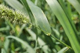 Image result for Setaria italica
