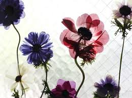 アネモネの 上手な押し花の作り方と飾り方アイデア 花時間 押し花 アネモネ 花 アネモネ