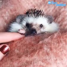 Cutest Hedgehog On The Internet Goes On Epic Adventures Video Video Funny Animal Videos Cute Animals Funny Animals