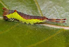 Red admiral caterpillars are dark, with jagged yellow markings on the side. Squirting Toxins Protect From Predators Biological Strategy Asknature