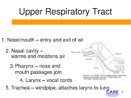 These files are related to an illustrated guide to veterinary medical terminology. Respiratory And Circulatory Anatomy Ppt Download