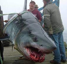 In his 46 years with the lifeguard service, d'eon said he hasn't heard of a shark sighting off queensland beach before. Yes This Giant Shark Was Caught Off The Coast Of Nova Scotia News Halifax Nova Scotia The Coast