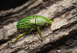 Image result for Gnidia microcephala
