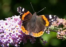 Red Admiral Butterflies And Gardens