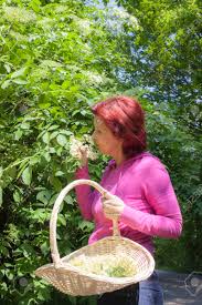 Maybe you would like to learn more about one of these? Mid Aged Cute Woman With Wicher Basket Picking And Smelling Elder Blossoms On Sunny Spring Day Stock Photo Picture And Royalty Free Image Image 27935862