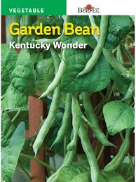 This bean has been popular since the mid 1800s. Burpee Kentucky Wonder Bean Seeds 1 Count King Soopers