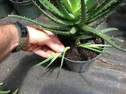How To Propagate Aloe Pups This Is A Hedgehog Aloe Aloe Humilis And Grow About 20 Tall And Equally As W Aloe Vera Plant Indoor Aloe Plant Aloe Vera Plant