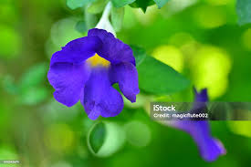 Image result for Thunbergia vogeliana