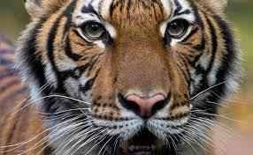 Maybe you would like to learn more about one of these? Global Tiger Day 2020 India S Story Of Successful Tiger Conservation