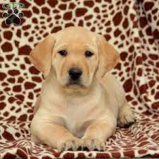 Oscar Yellow Labrador Retriever Puppy For Sale In Pennsylvania Cute Dogs And Puppies Labrador Retriever Puppies Labrador Retriever