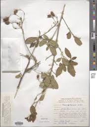 Image result for Maerua cafra